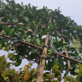 Lei-Glansmispel - Lei Photinia fraseri Red Robin