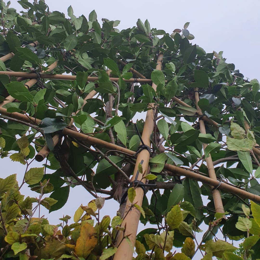 Lei-Glansmispel - Lei Photinia fraseri Red Robin