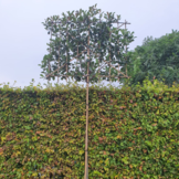 Lei-Glansmispel - Lei Photinia fraseri Red Robin