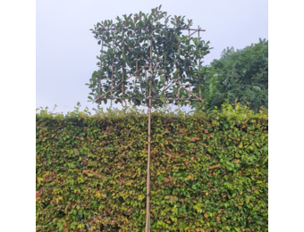 Lei-Glansmispel - Lei Photinia fraseri Red Robin