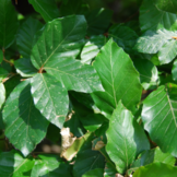 Groene leibeuk - Fagus sylvatica