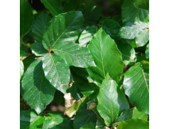 Groene leibeuk - Fagus sylvatica