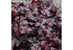 Heuchera 'Binoche'