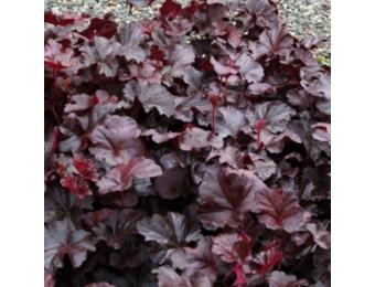 Heuchera 'Binoche'