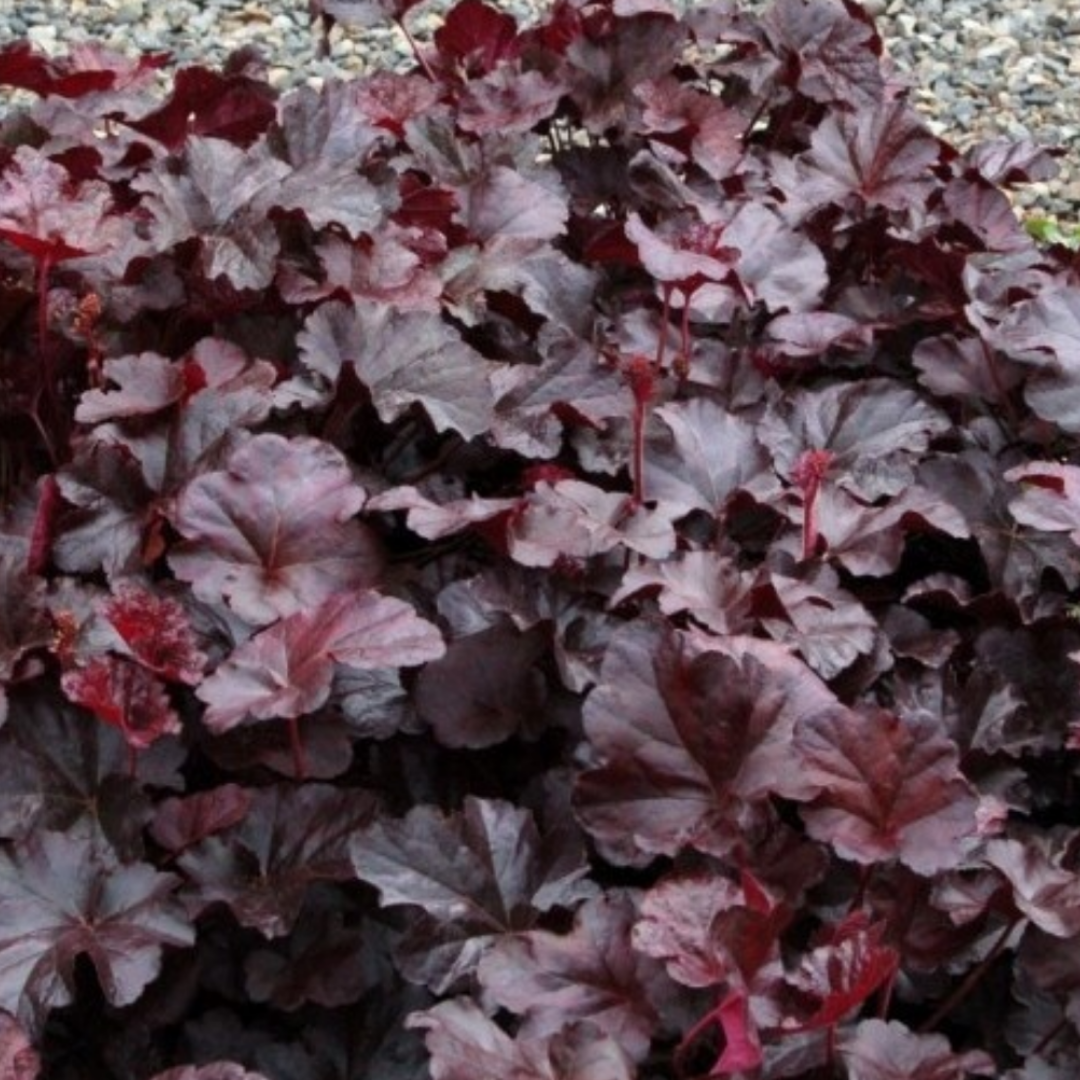Heuchera 'Binoche'