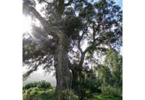 Kurkeik - Quercus Suber