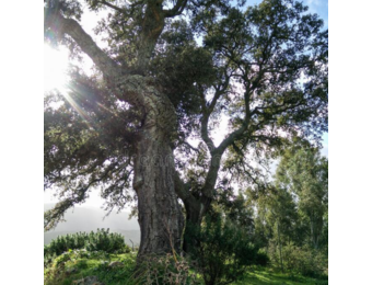 Kurkeik - Quercus Suber