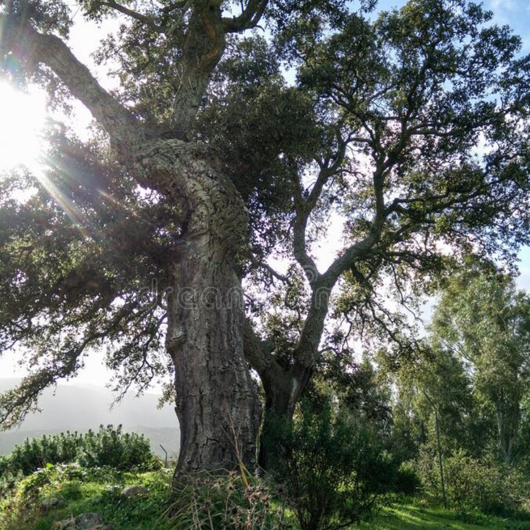 Kurkeik - Quercus Suber