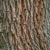 Kurkeik - Quercus Suber