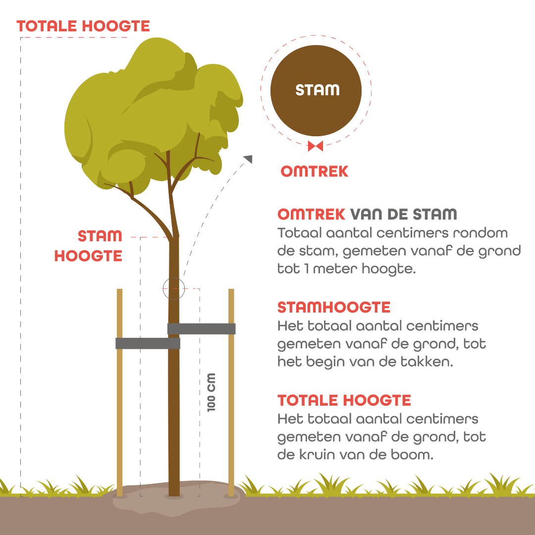 Fruitbomen - Zoet - 3 stuks