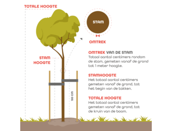 Treuriep - Ulmus glabra Camperdownii
