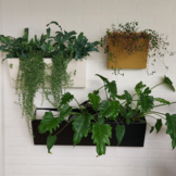 Grönfeld wandbak goud - GRO25 - Limited Edition