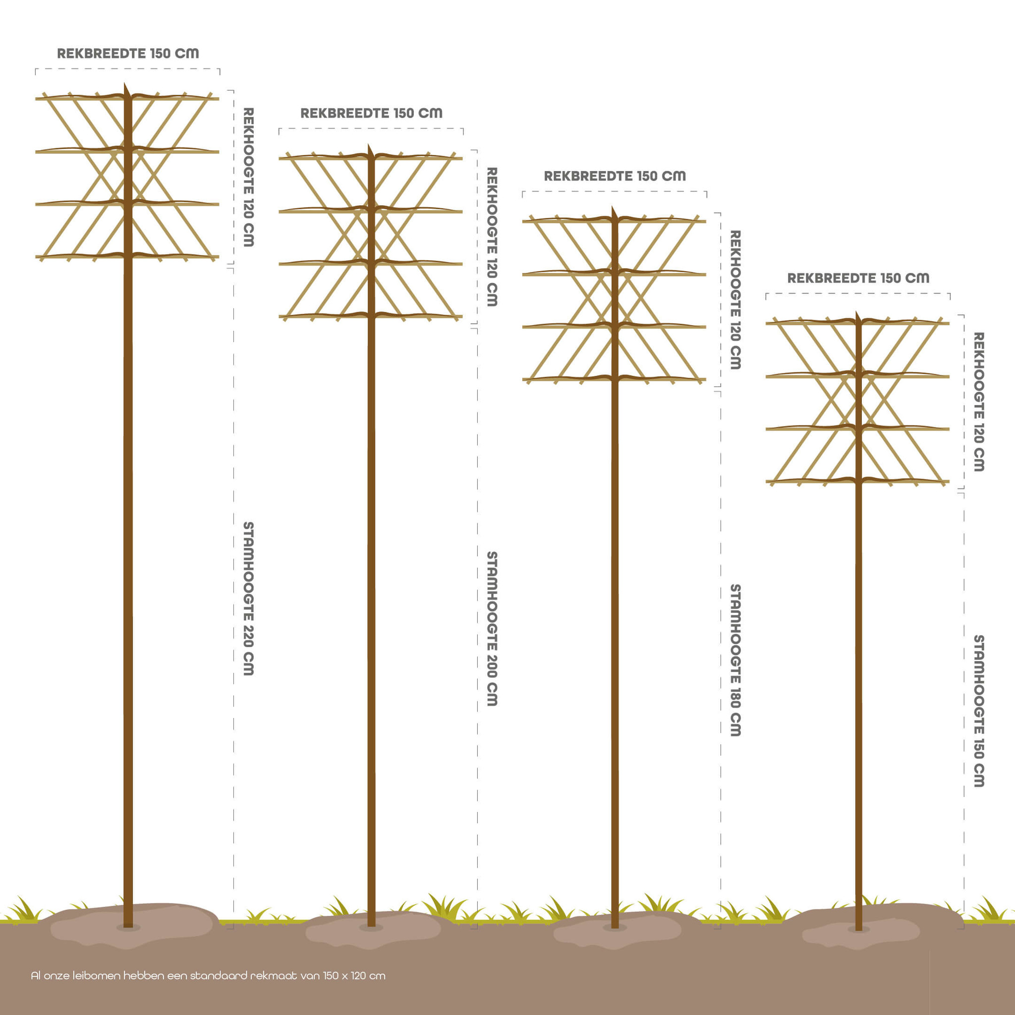 Kerspruim leiboom - Prunus cerasifera Nigra