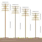 Lei- haagbeuk - Carpinus Betulus