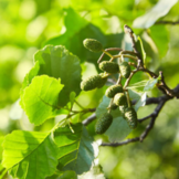 Zwarte Els - Alnus glutinosa