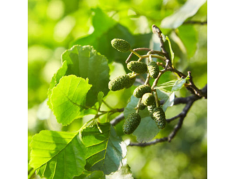 Zwarte Els - Alnus glutinosa