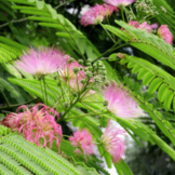 Perzische slaapboom - Albizia Julibrissin