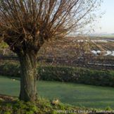 Knotwilg- Salix Alba