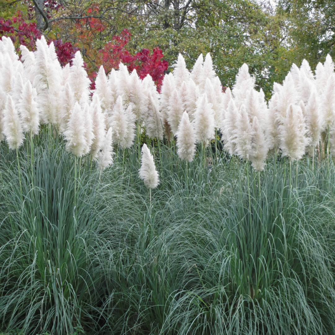 Pampasgras - Cortaderia Selloana
