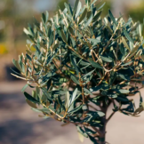 Olijfboom - klein op stam