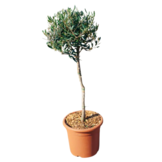 Olijfboom - klein op stam