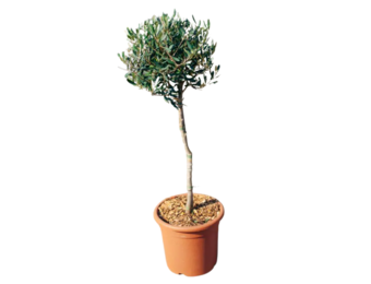 Olijfboom - klein op stam