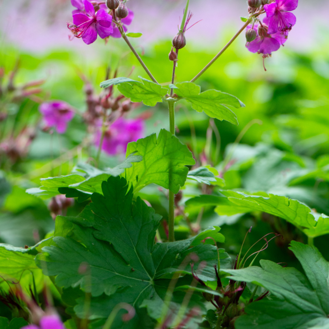 Geranium macrorrhizum 'Czakor'