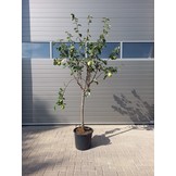 Oude kweepeerboom - Cydonia oblonga