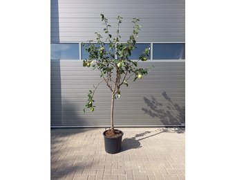 Oude kweepeerboom - Cydonia oblonga
