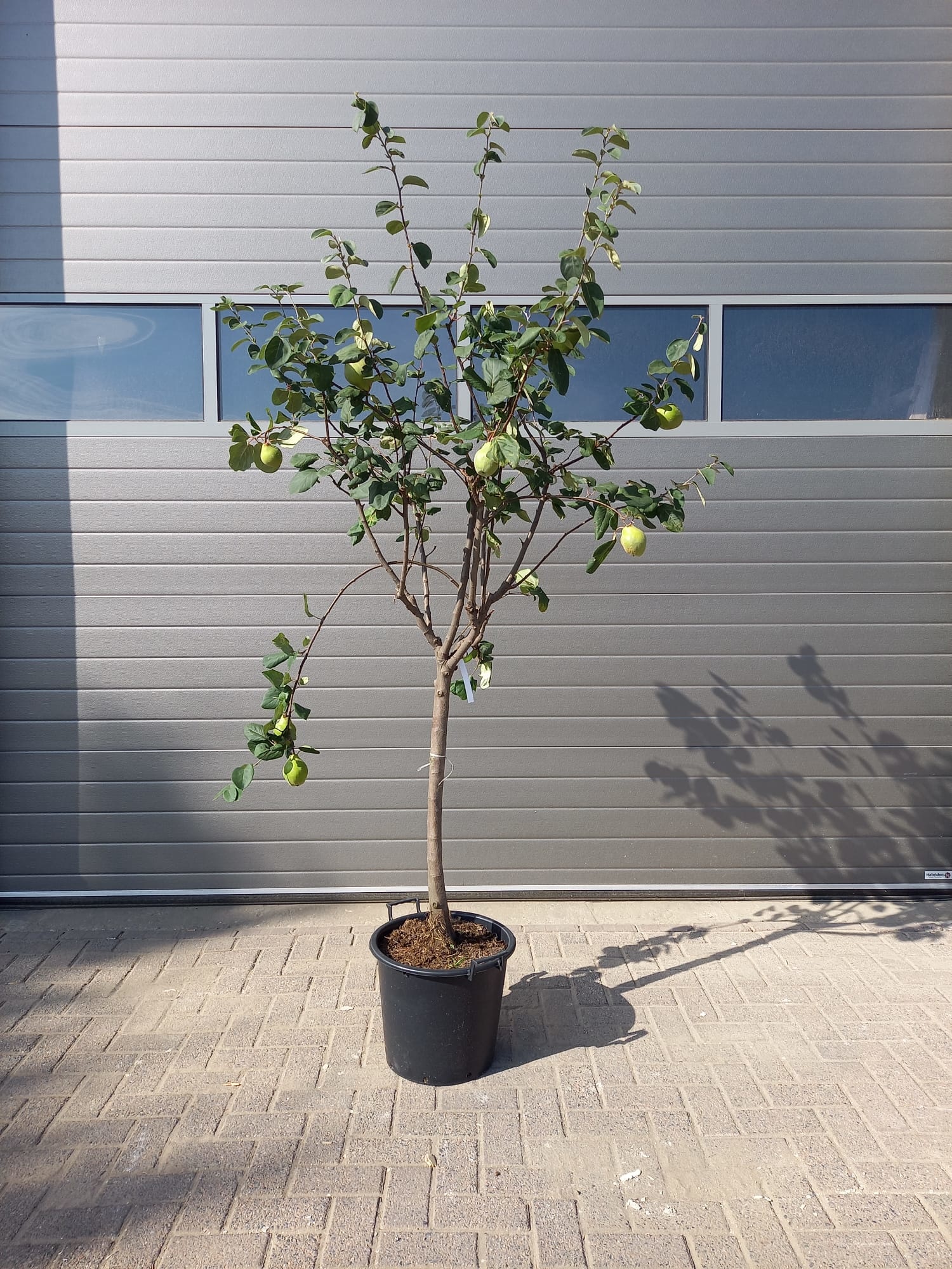 Oude kweepeerboom - Cydonia oblonga