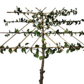 Sierpeer leiboom - Pyrus calleryana Chanticleer
