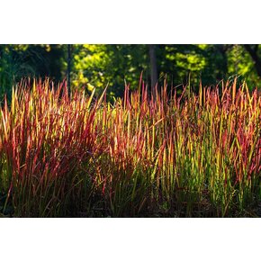 Imperata cylindrica ‘Red Baron’
