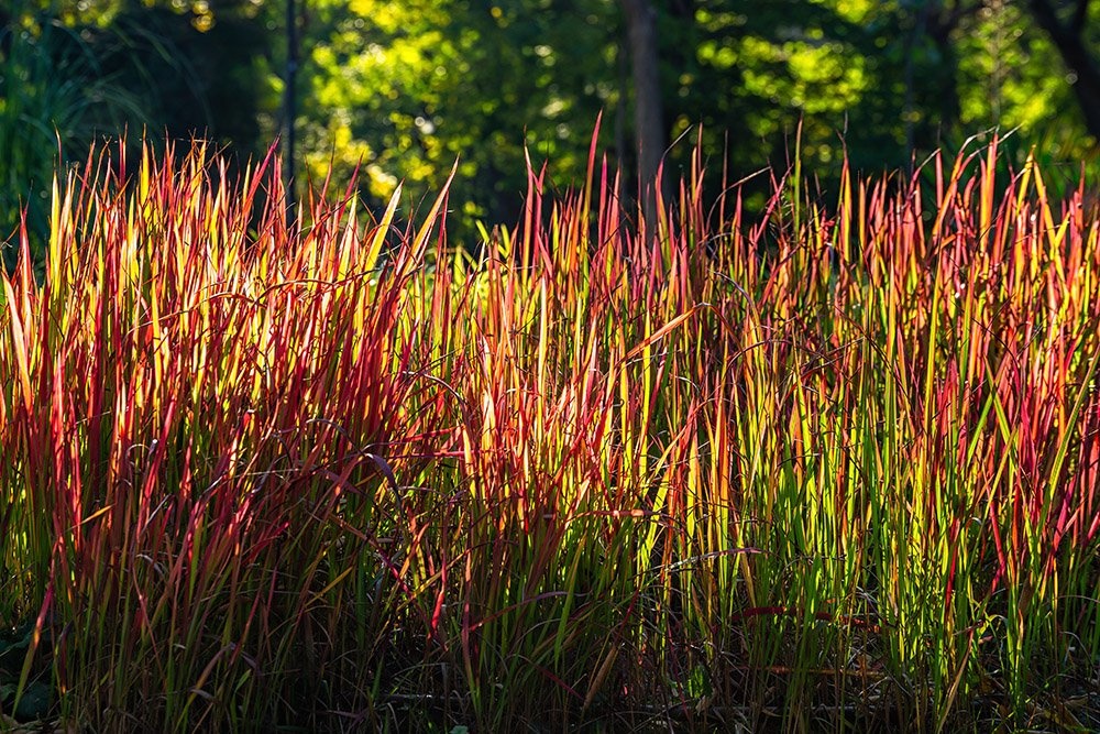 Imperata cylindrica ‘Red Baron’