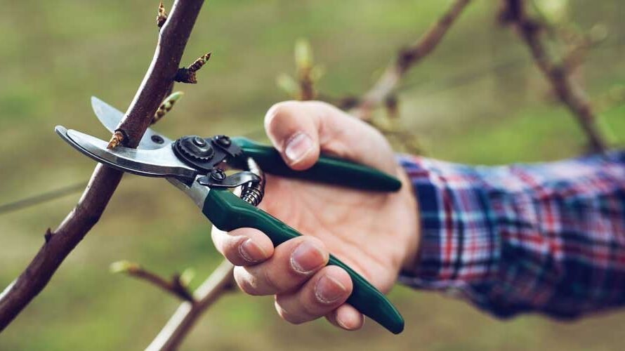 Wanneer moet je een leiboom snoeien?