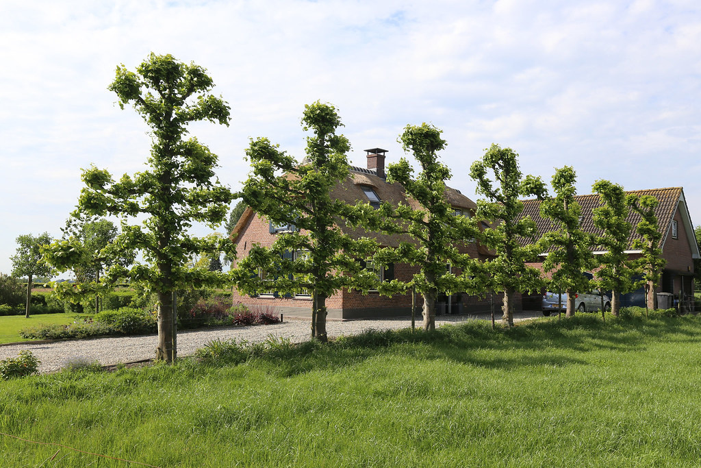 Wat is de plantafstand tussen leibomen?