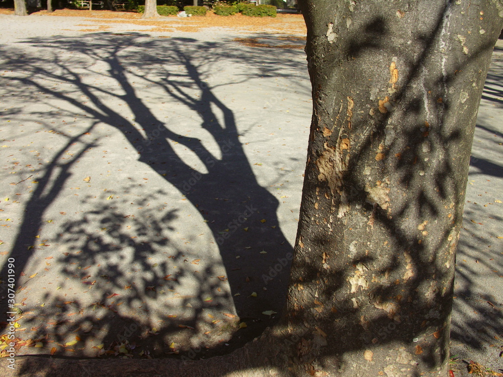 Kan een leiboom in de schaduw geplant worden?