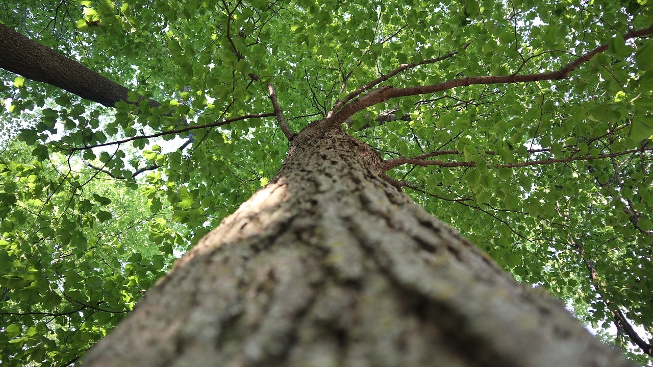 Wat is de stamhoogte van een leiboom? 