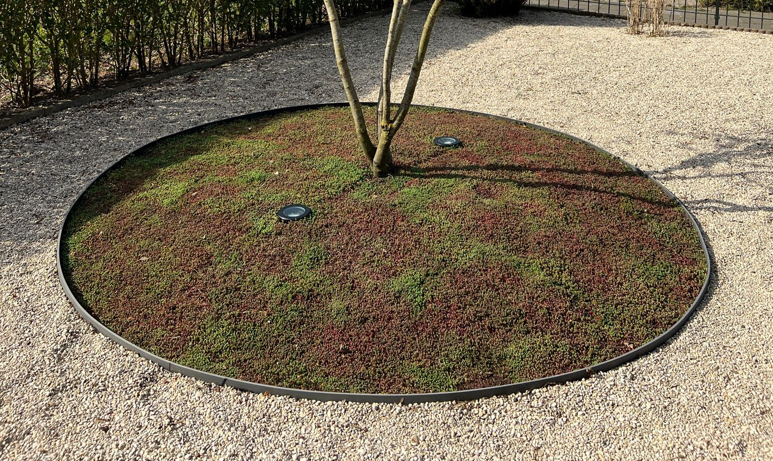 Welke bodembedekker onder leibomen gebruiken?