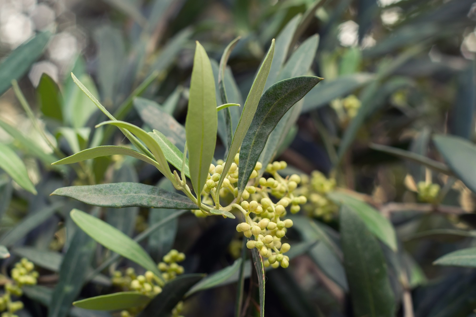 Wanneer loopt een olijfboom uit?