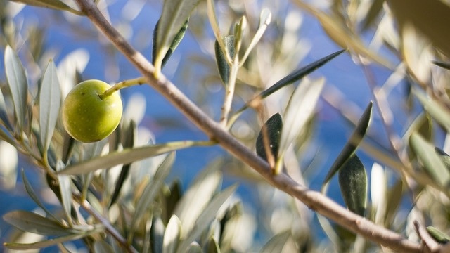 Wat is de standplaats van een olijfboom?