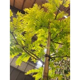 Gele Valse Christusdoorn - Gleditsia triacanthos ‘Sunburst’