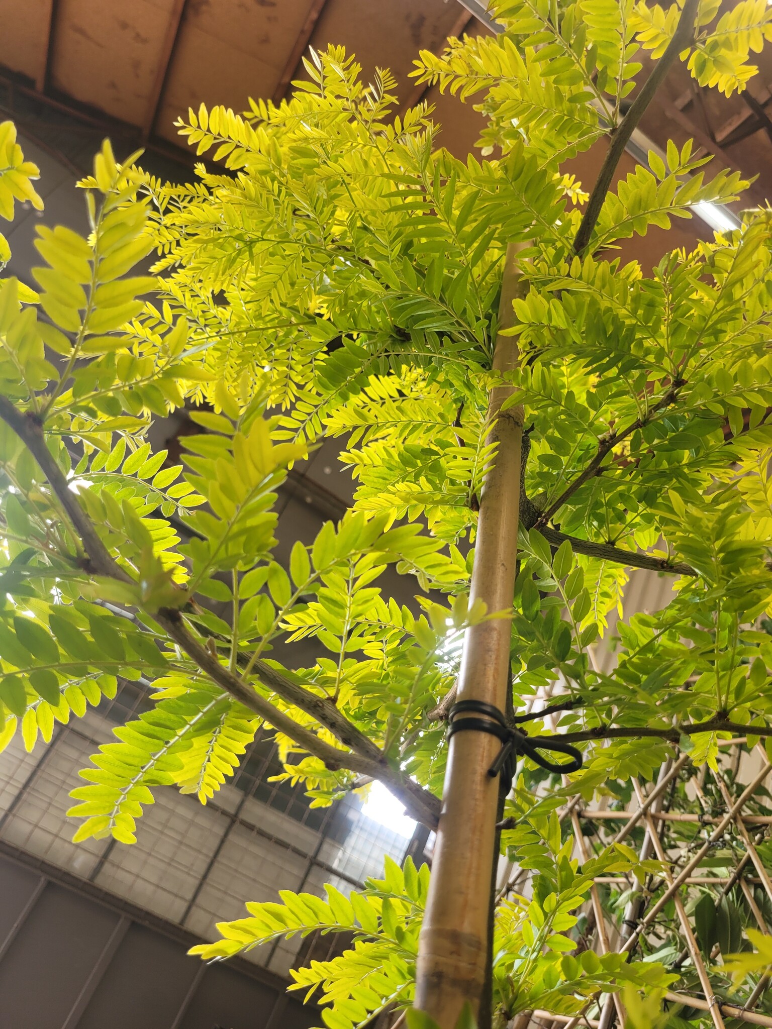 Gele Valse Christusdoorn - Gleditsia triacanthos ‘Sunburst’