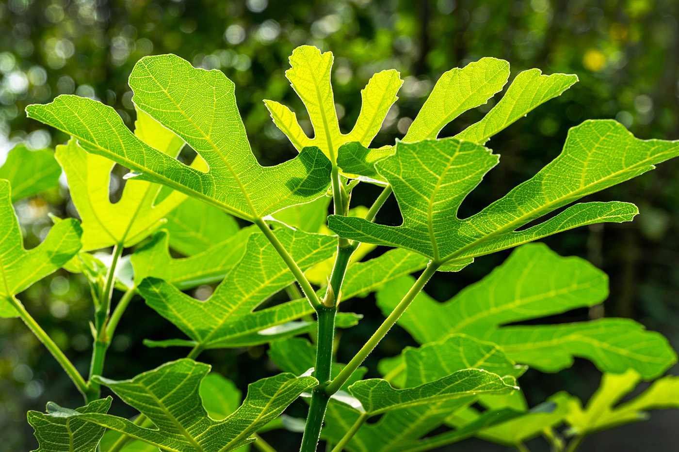 Welke ziektes komen voor bij vijgenbomen?