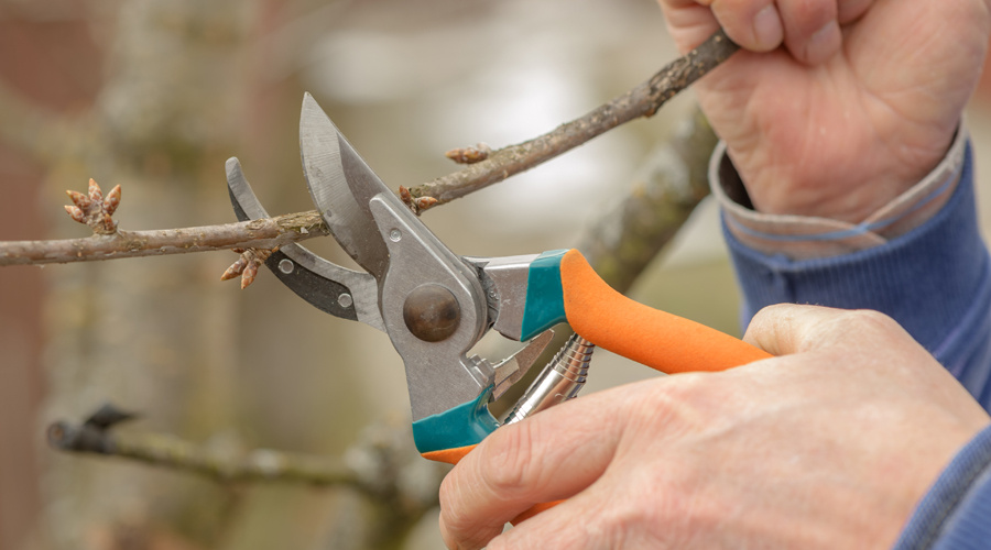 Hoe snoei je een vijgenboom?