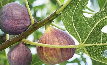Leuke weetjes over vijgenbomen