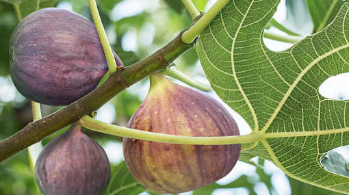 Leuke weetjes over vijgenbomen