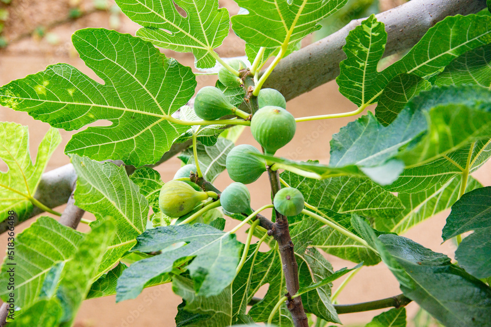 Hoezo geeft mijn vijgenboom geen vruchten?