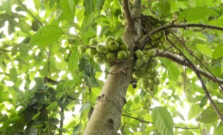 Wat is de juiste standplaats voor een vijgenboom?