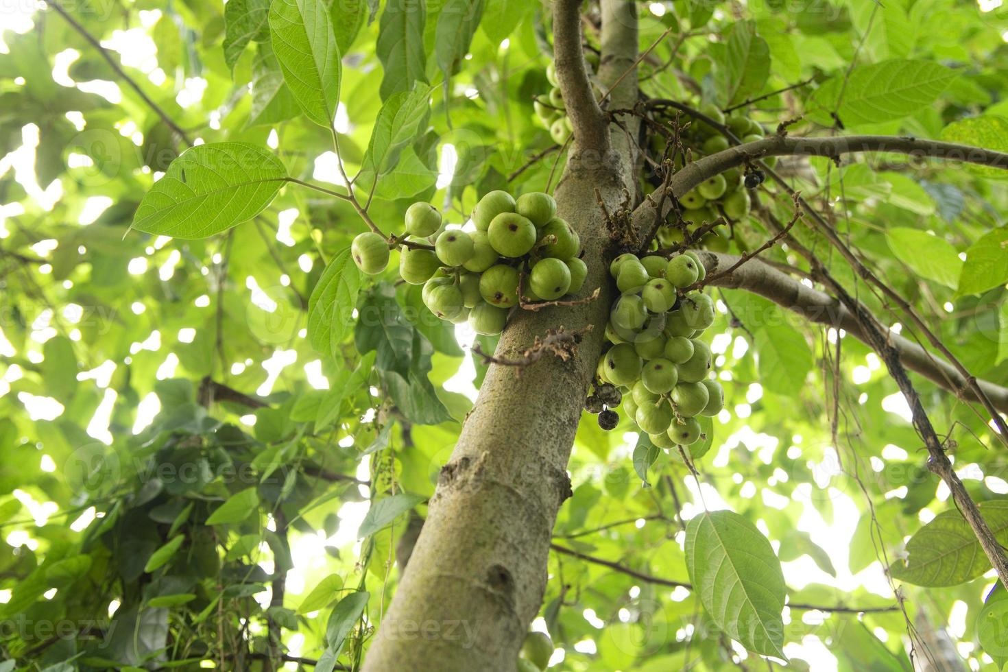 Wat is de juiste standplaats voor een vijgenboom?