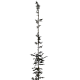 Rode Beuk - Fagus sylvatica Atropunicea